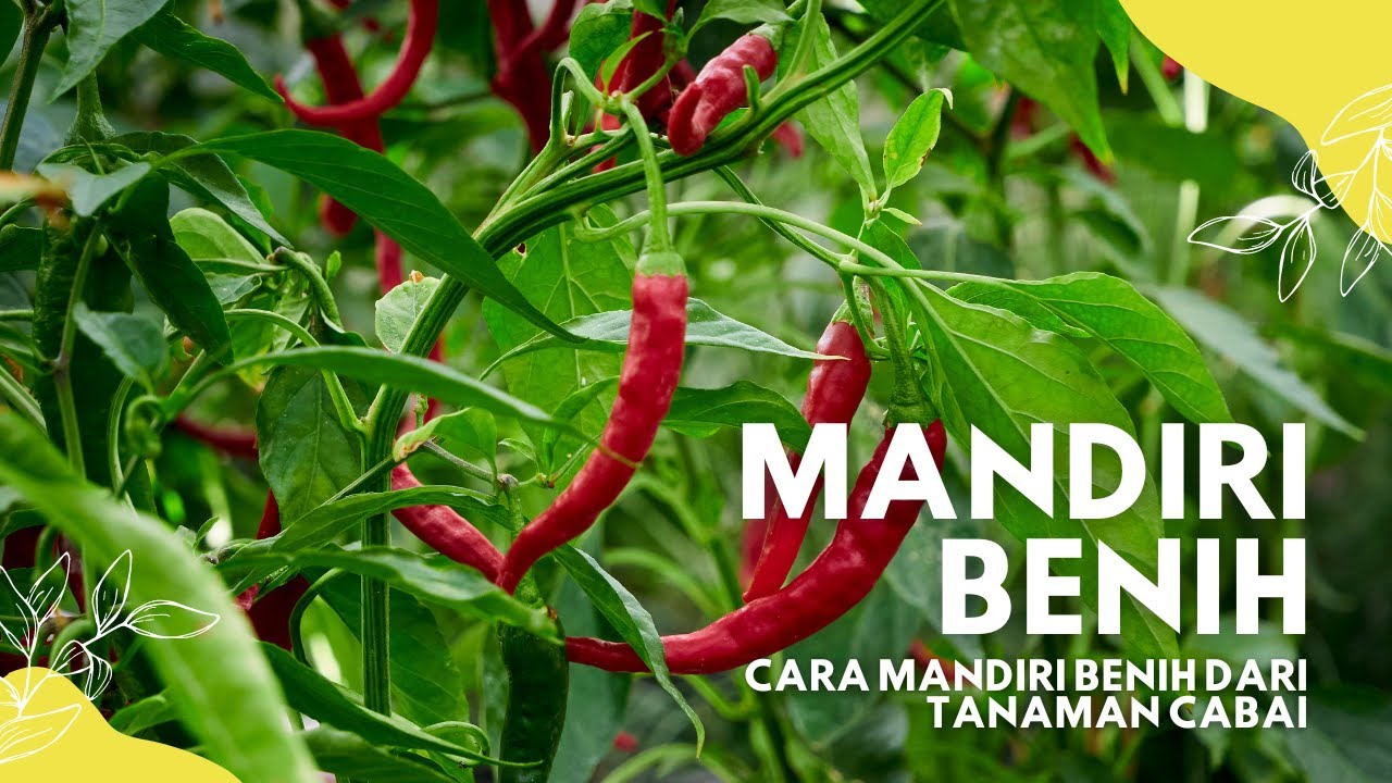 Cara mandiri benih dari tanaman cabai