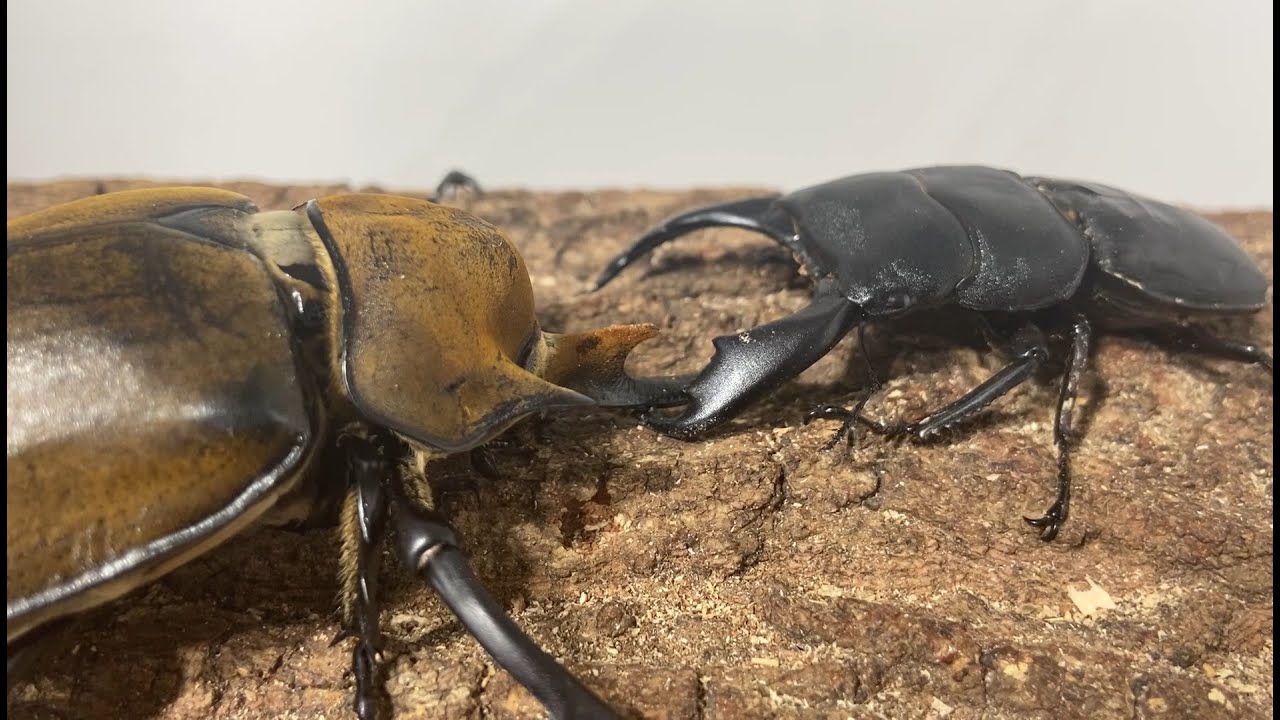 なんかでかくてつよいやつ エレファスゾウカブト五番勝負