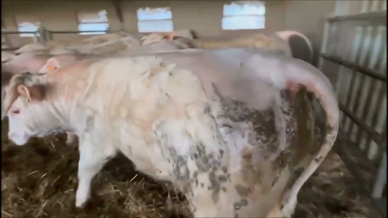 VENTE VIDEO DE 30 TAURILLONS CHAROLAIS MARDI 10 FEVRIER 2026 A SICAFOME