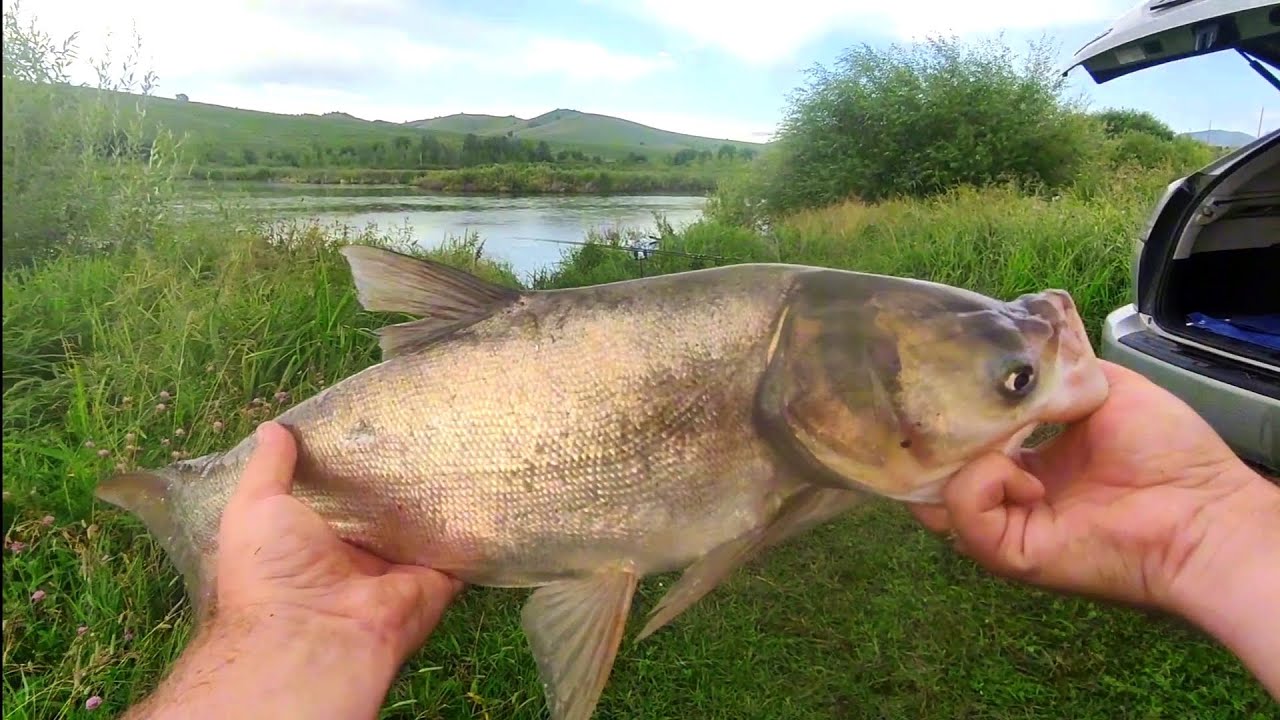 Рыбалка на толстолобика, ловля на технопланктон. Рыбалка на флэт. Лето 2024 #fishing #рыбалка #лето
