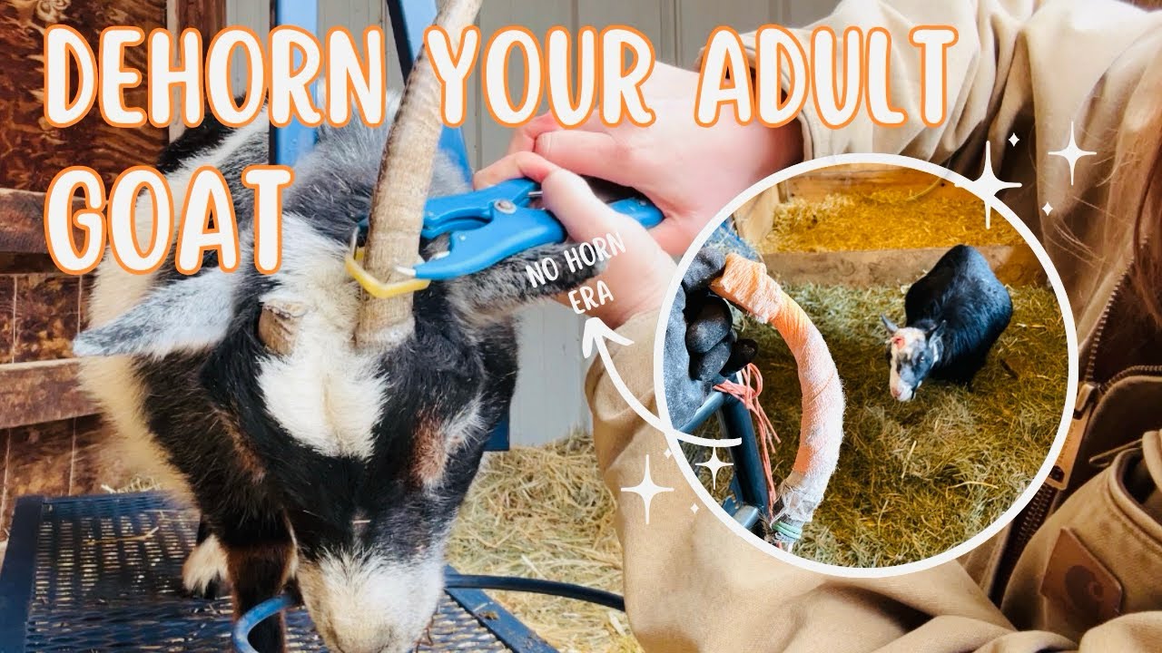 Dehorning our adult goats! 