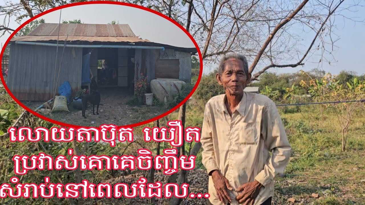 លោកតាប៊ុតយឿតអាយុ៨០ឆ្នាំបាននិយាយថាការដែលប្រវាស់គោគេមកចិញ្ចឹមសំរាប់នៅពេល...