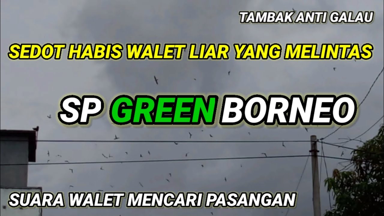 SP GREEN BORNEO. Suara walet mencari pasangan. Responnya Alhamdulillah. suara walet anti galau