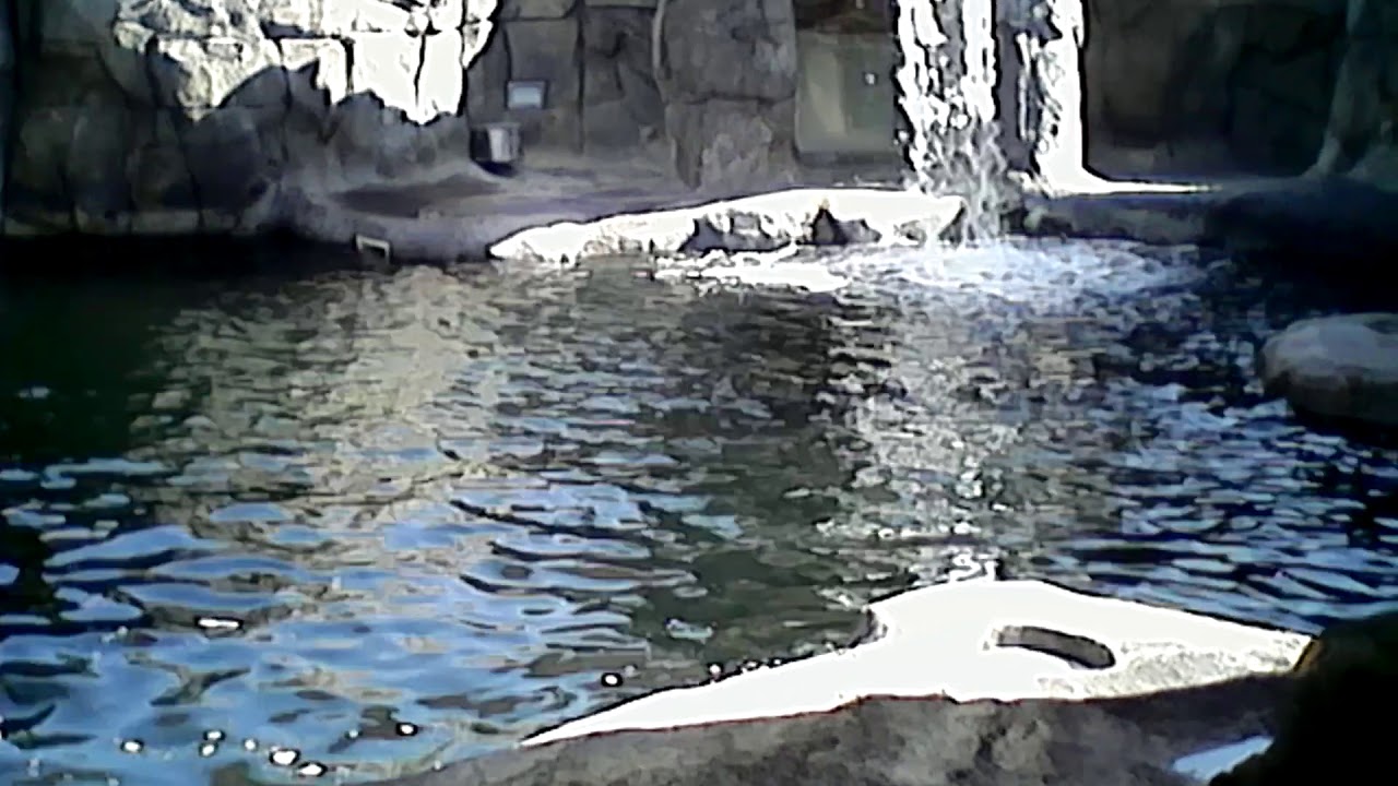 FUN WITH LB THE SEALION AGAIN