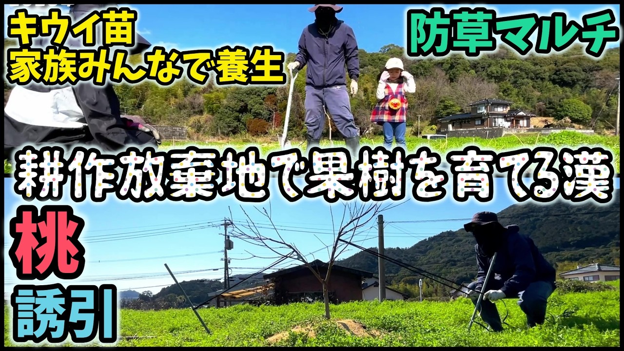 【🍑🥝】耕作放棄地で果樹を育てる男。桃の誘引とキウイの防草マルチ【5回目】佐賀県吉野ヶ里町で果樹栽培日誌＃ぶどう栽培#シャインマスカット＃ブルーベリー栽培