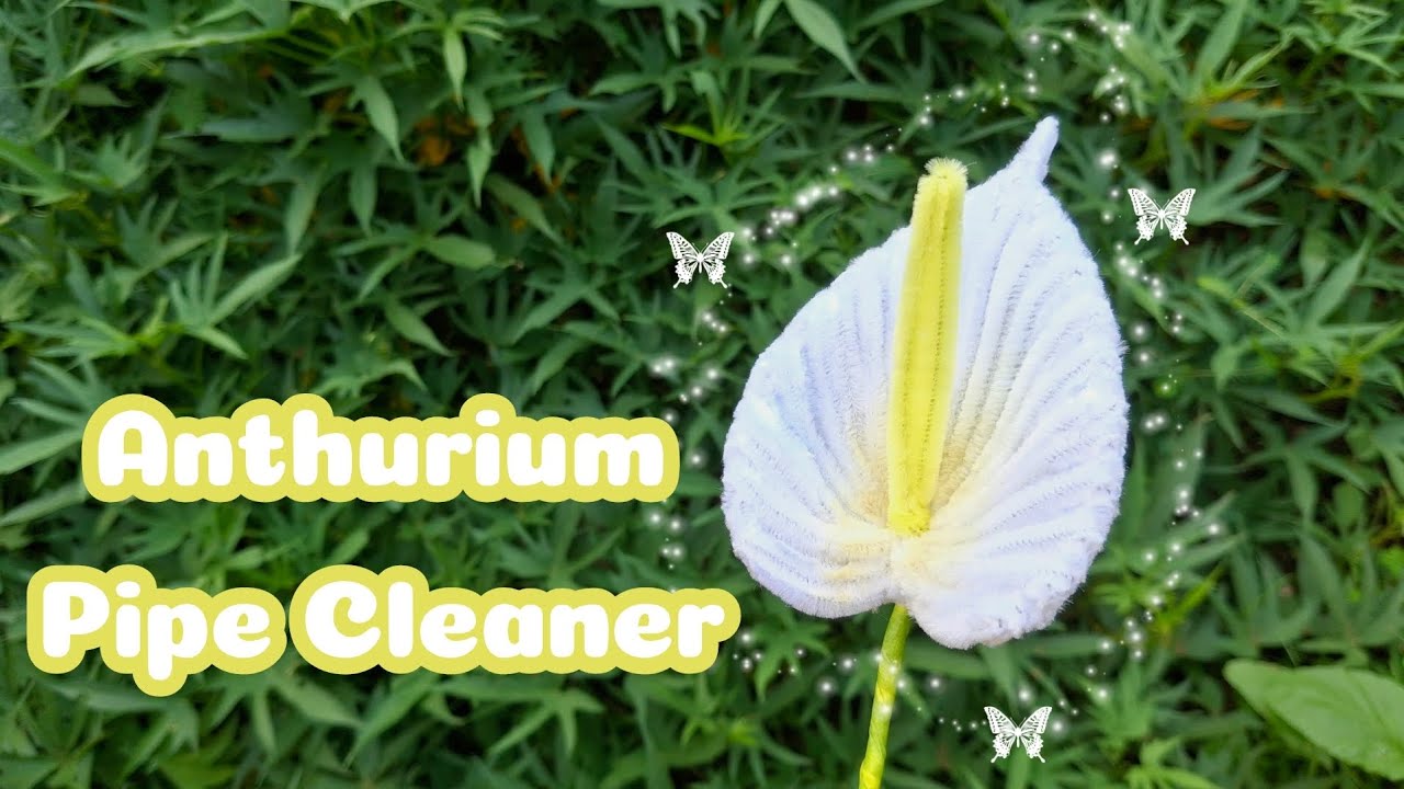 DIY BUNGA KUPING GAJAH DARI KAWAT BULU || HAND MADE ANTHURIUM PIPE CLEANER