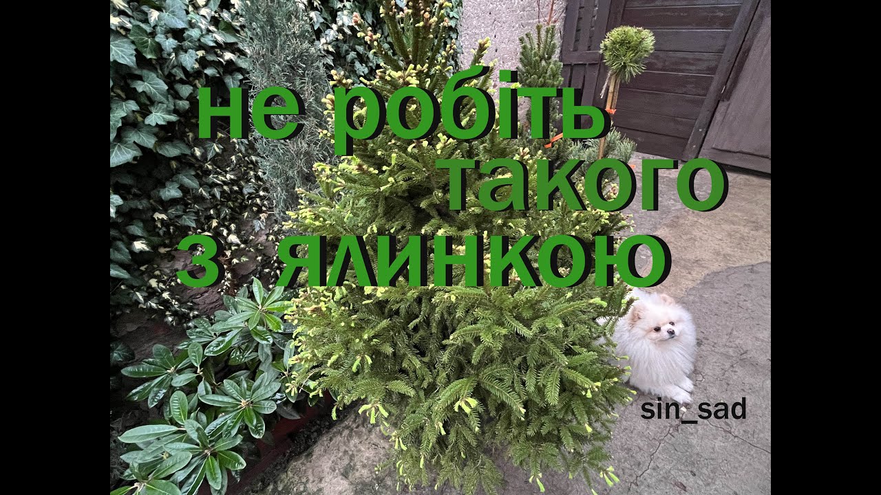 Не робіть такого з ялинкою!!!
