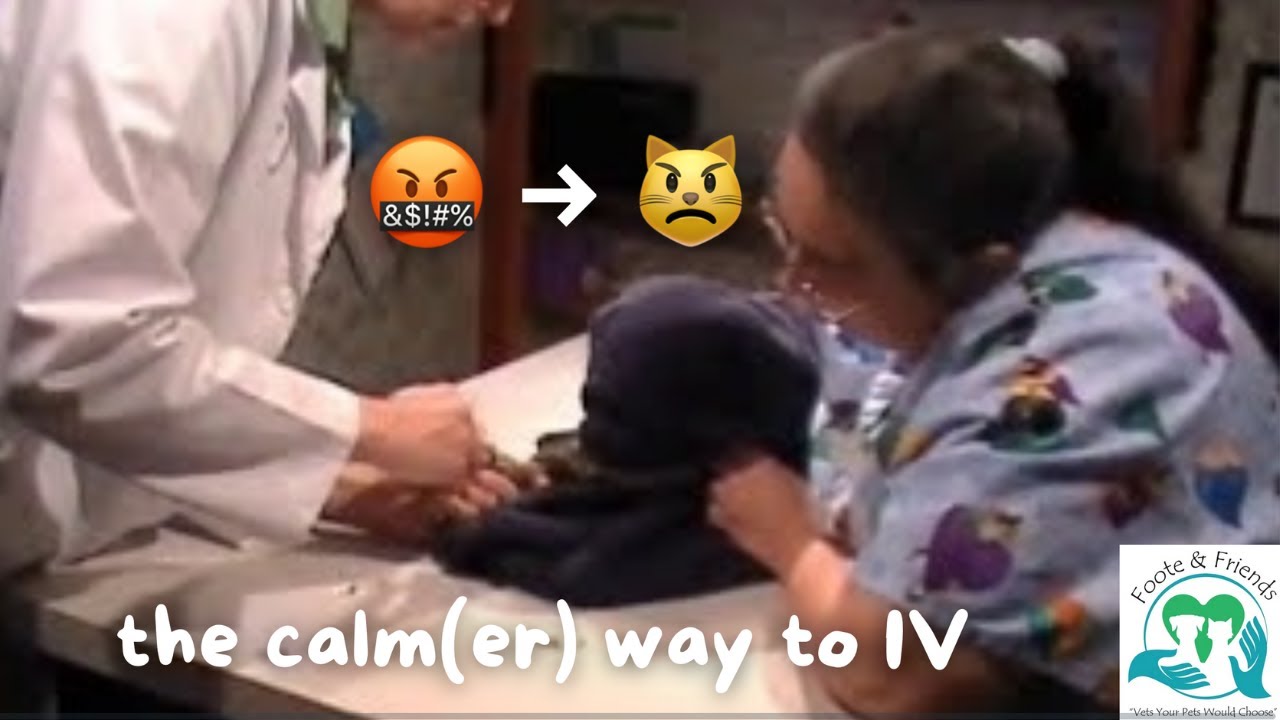 How to Give IV Fluids to a Grumpy Cat (starring Mr. Misty)