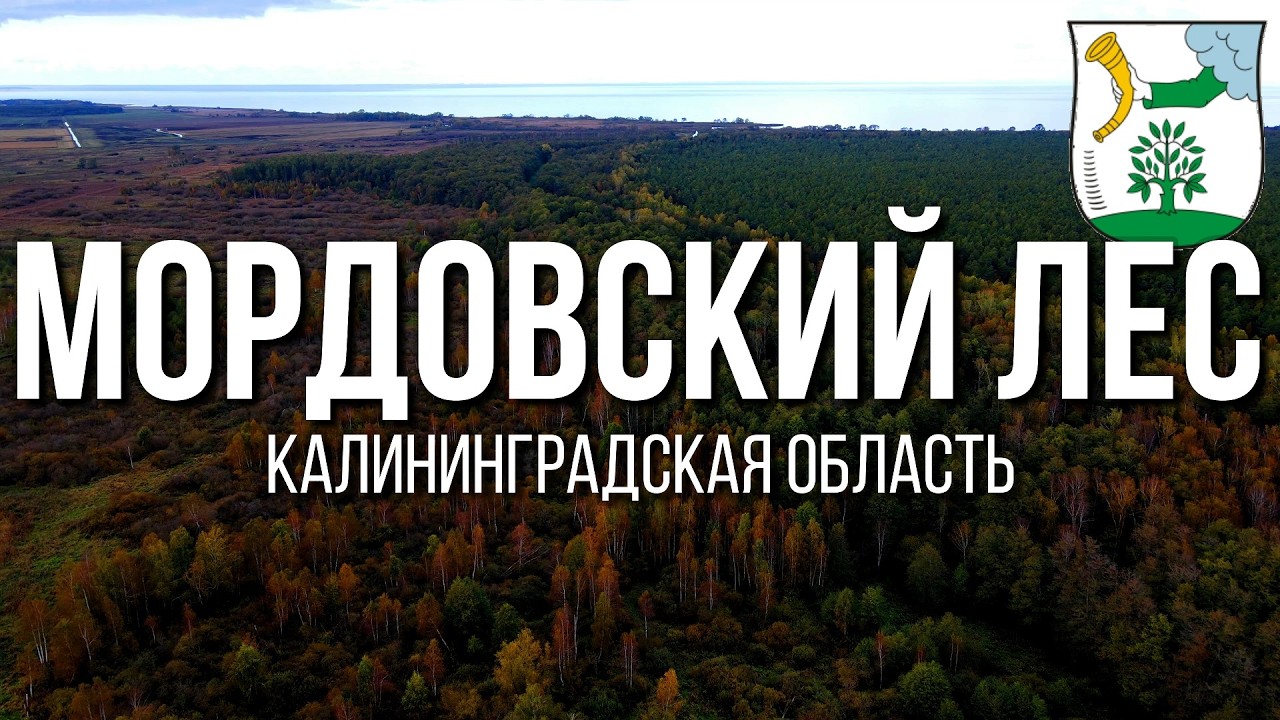 4K. Мордовский лес. Полесский район. Калининградская область