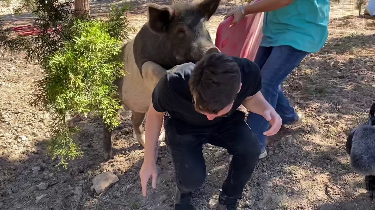 Pig and the Producer - To The Rescue TV Show