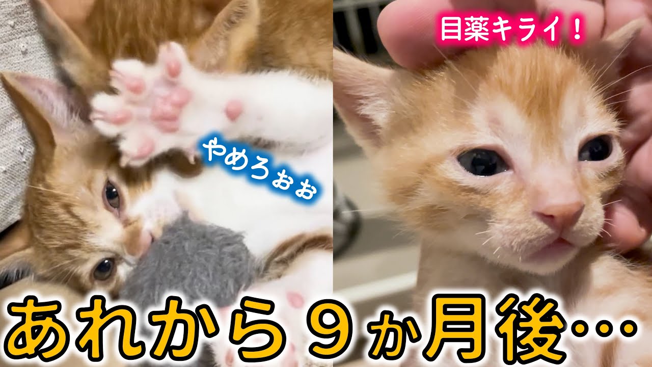 もうすぐ1年…うちで産まれた子猫に会ってきた！【こつぶっ子】