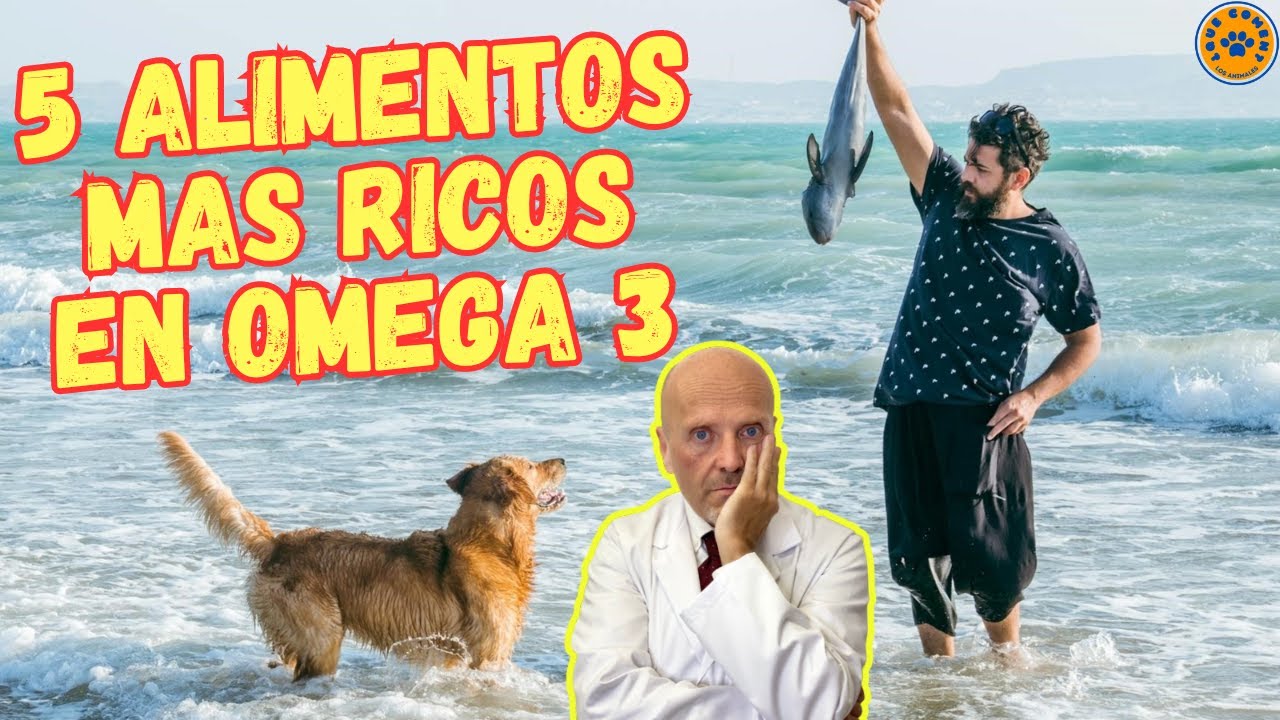🐶  5 ALIMENTOS MAS RICOS EN OMEGA 3 PARA PERROS 🐶