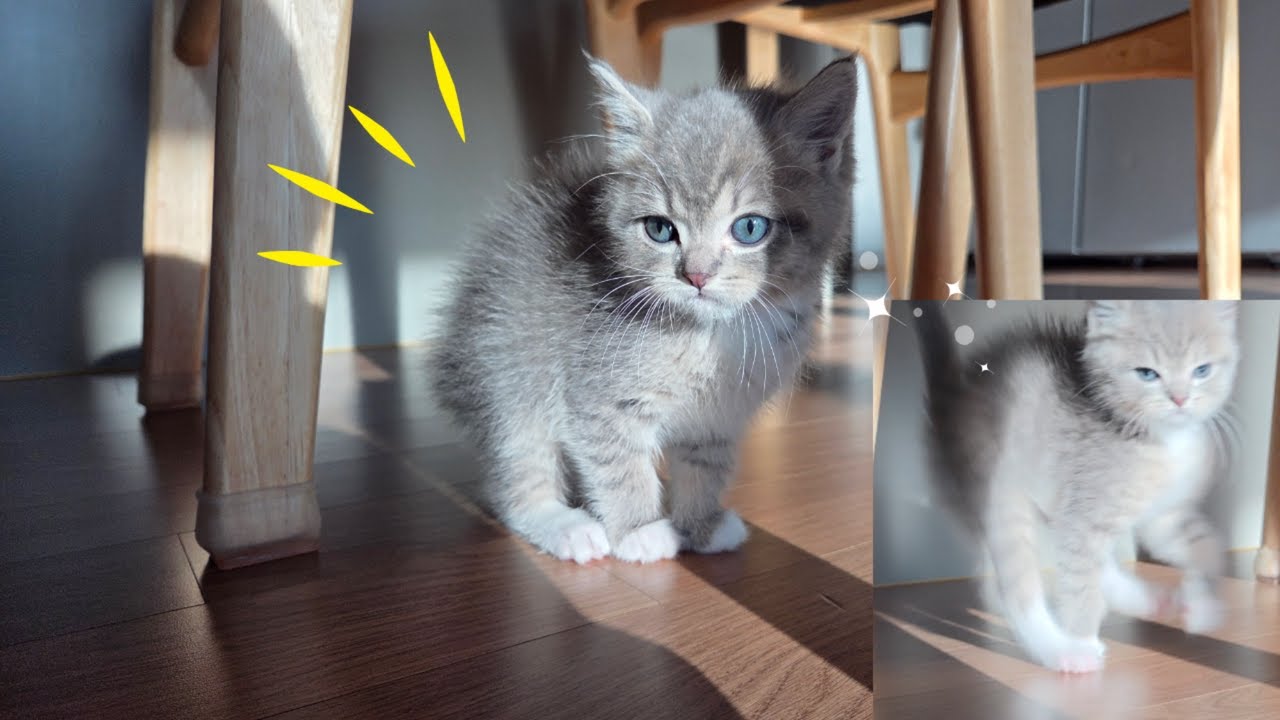 희귀 컬러 블루골드 아기 고양이 |  BritishShorthair BlueGold