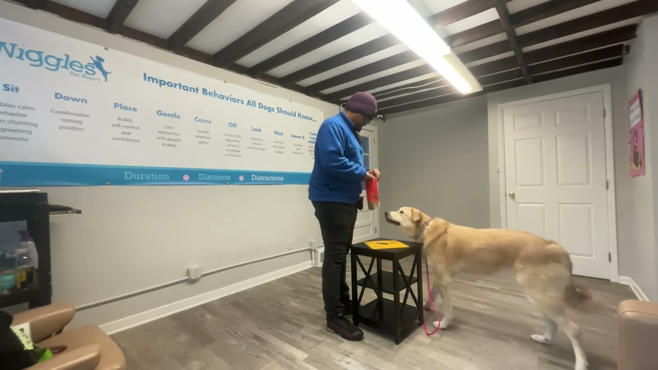 Barky- Working on sit, look, down, place, leash walking, leave it, and table surfing.