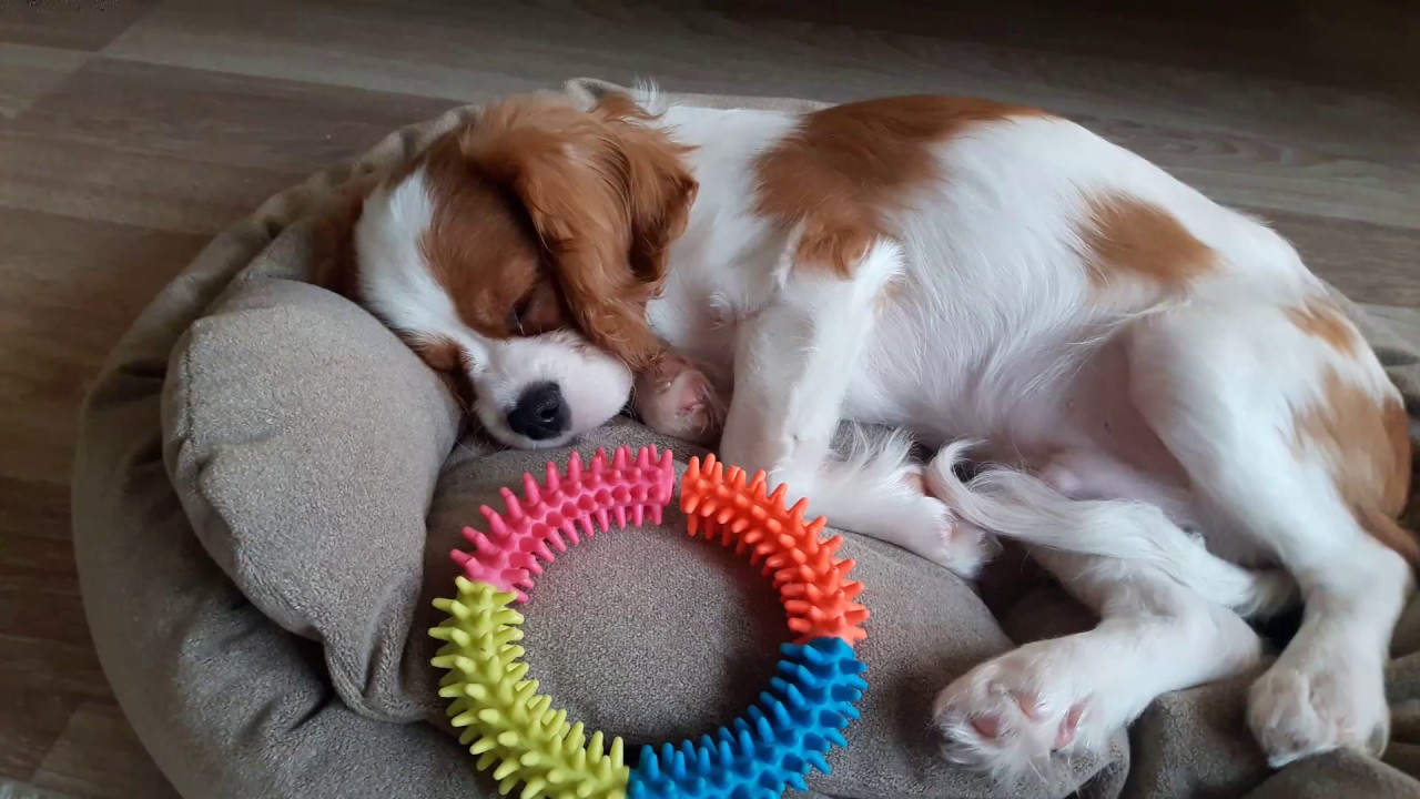 YAVRU KÖPEK TUVALET EĞİTİMİ NASIL VERİLİR | CAVALİER KİNG CHARLES SPANIEL