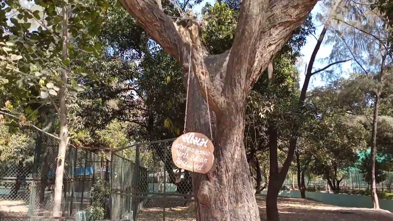 Rosewood Sheesham Tree