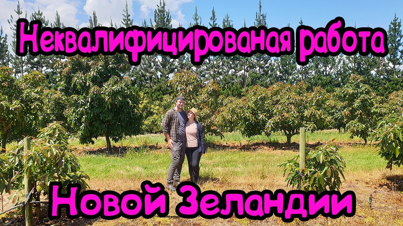 Работа на фермах в Новой Зеландии . Сезонная работа в Новой Зеландии. Работа на авокадо