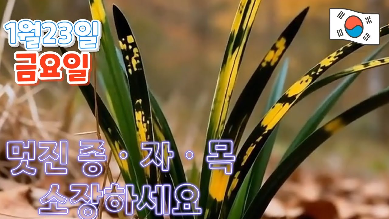 1월23일ㆍ금요일ㅡ 10품종  💥 무명품 💥 저렴히  책정했습니다 👍👍👍 종자목하세요 [4K]