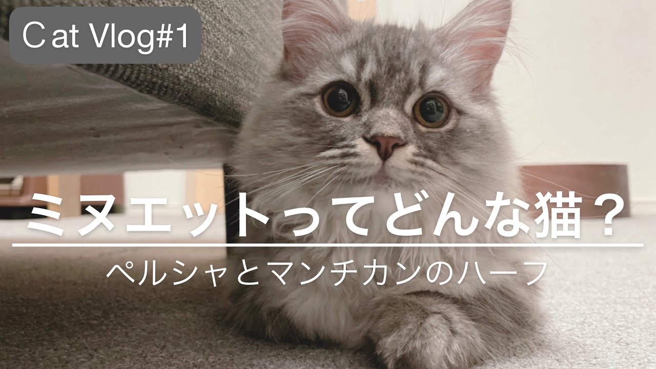 【猫Vlog#1】ミヌエットってどんな猫？|マンチカンとペルシャのハーフ|