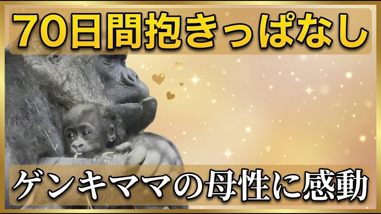 70日間抱きっぱなし💗ゲンキママの母性に感動が【京都市動物園】