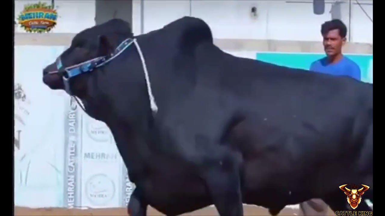 Masaallah mandi #cattle #farm #mandinews #cattlemarket #cow #cowmandi #mkd #cattle_farm