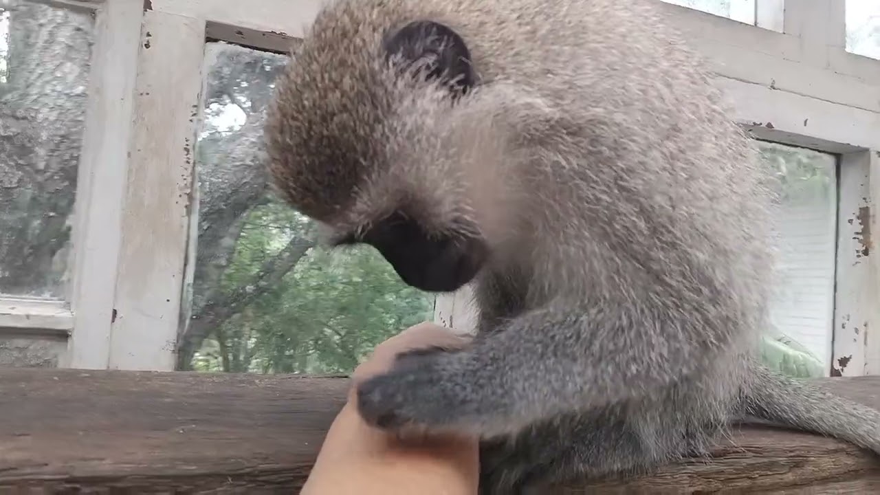ASMR Baby Monkey Lollipop Grooming! Her Favorite Removing Crusts #asmr