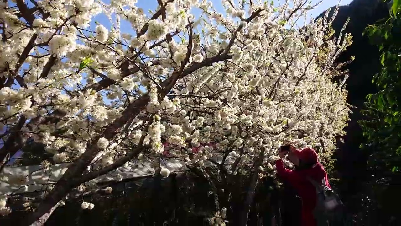 草坪頭櫻花2(2021.02.14)