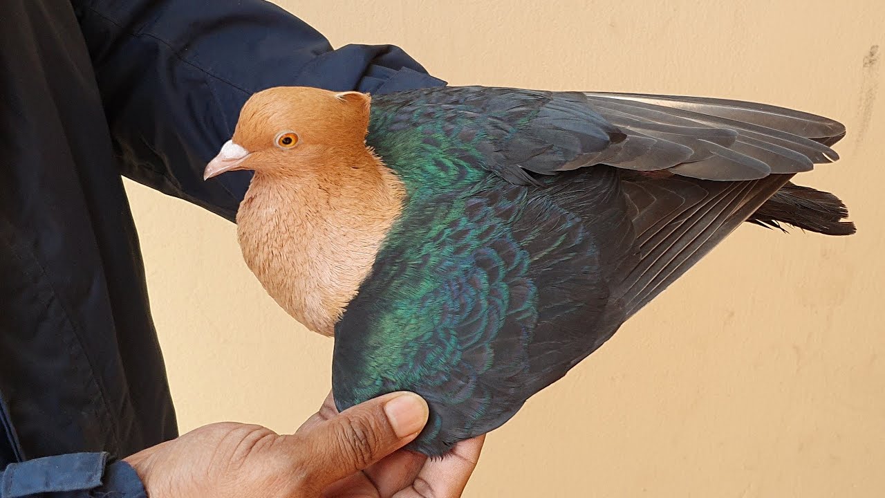 black gold archangel | world unique amazing rare and unusual pigeon | biggest archangel pigeon farm
