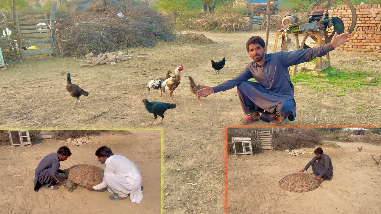 Aseel murgiyon Ka Shauk 🐓🐣🐔