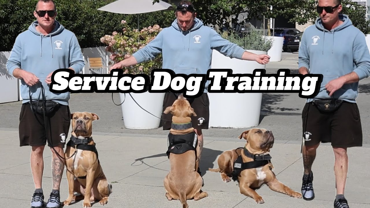 Easy to Advanced Dog Training - Service Dog