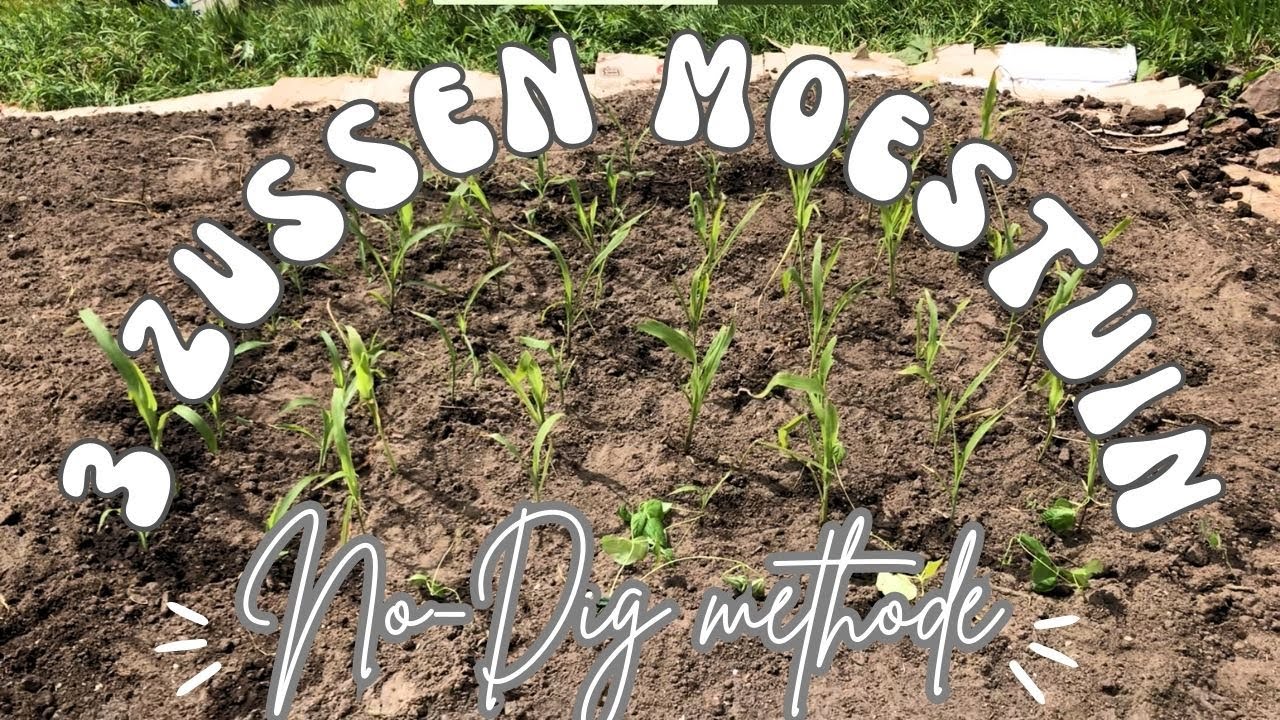 3 Zussen MOESTUIN Planten | Mais, Courgette & Stokbonen | No - Dig Methode