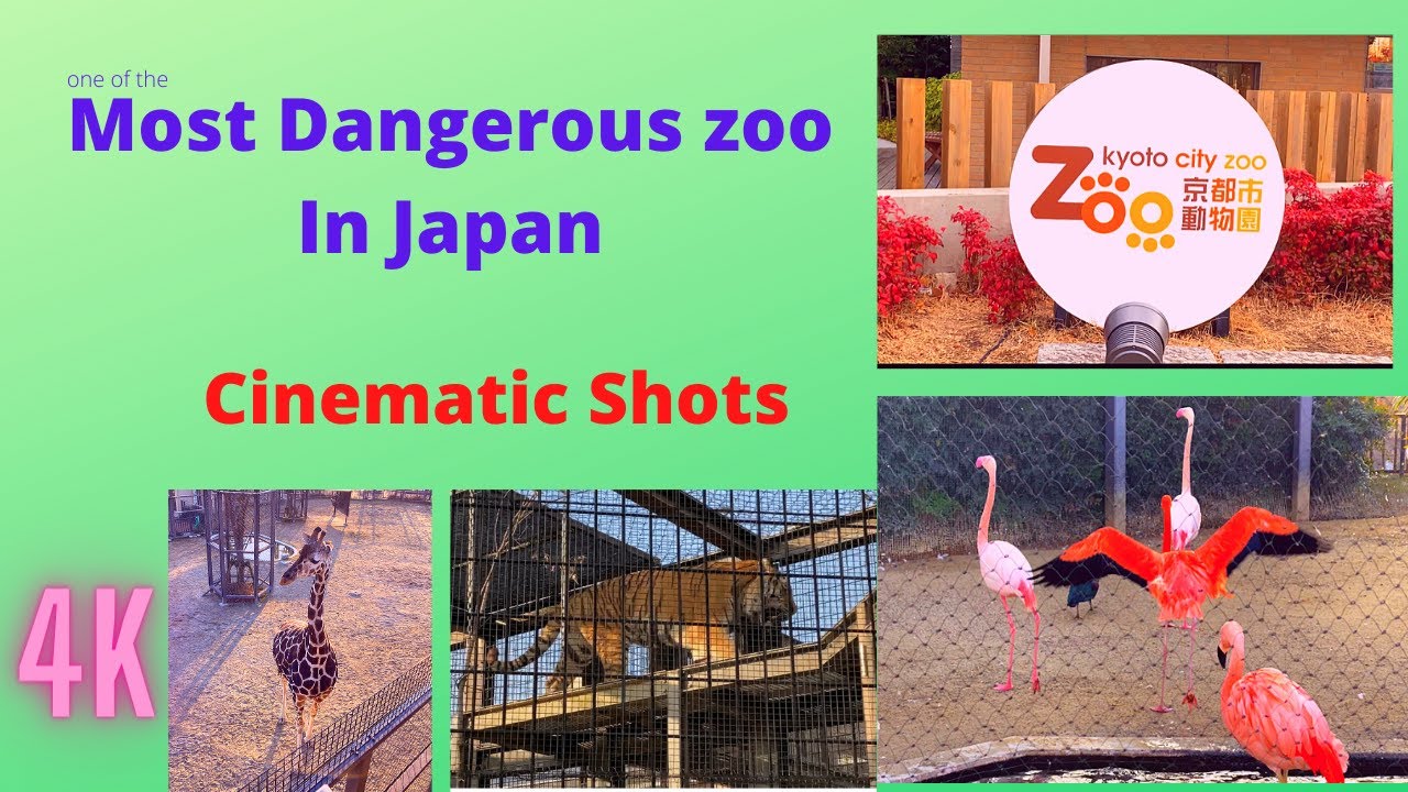 Visiting Zoo in Kyoto Japan /Kyoto City Zoo (Teaser) 4K