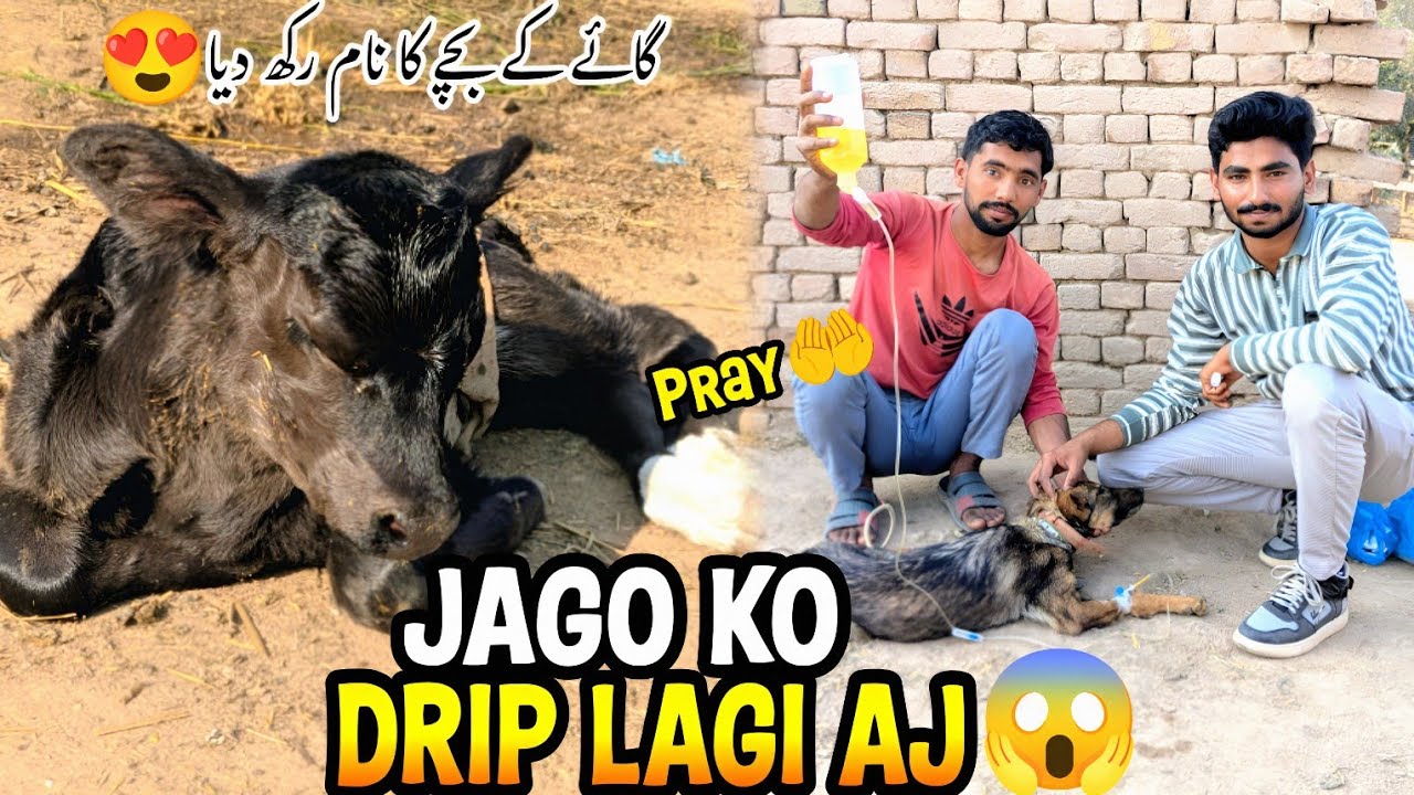 Emergency💉Jago Ko Drip Lagani Pari 😱 Sab Dua Karna 🤲 گائے کے بچے کا نام رکھ دیا 😍