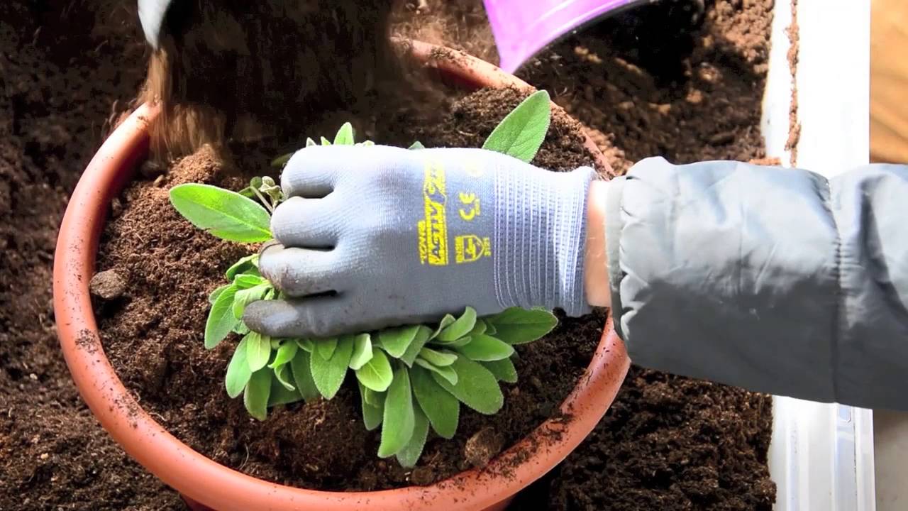 ★ ☆ Salbei auf dem Balkongarten pflanzen, pflegen und Heilwirkung