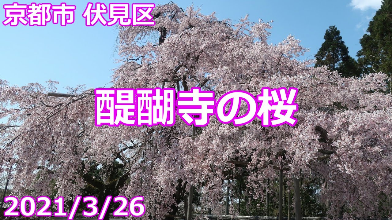 【2021/3/26】醍醐寺の桜【境内散策】