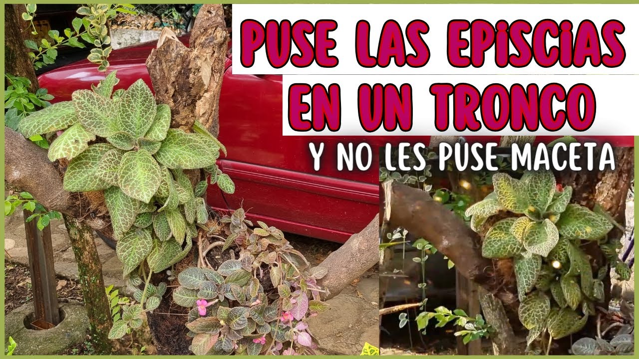 PUSE LAS EPISCIAS SIN MACETA EN UN TRONCO- HAZLO TU TAMBIEN/Liliana Muñoz