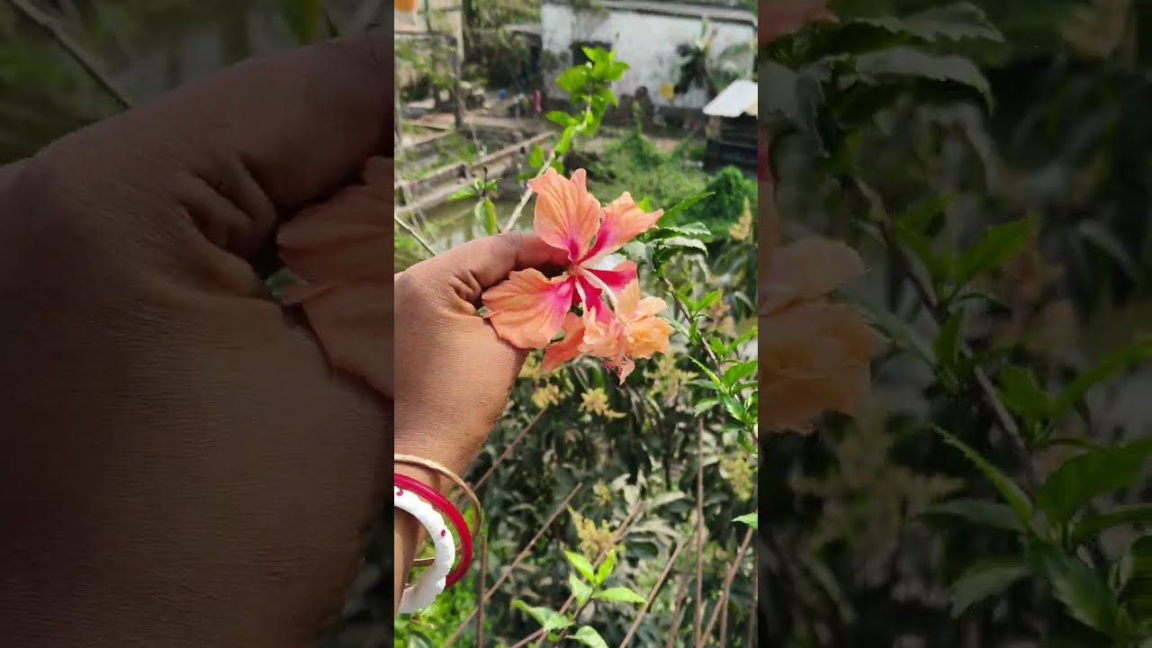 #home blogs#viralvideo #beautiful flower