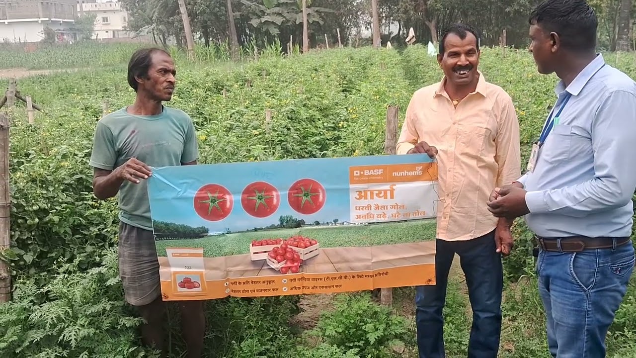 Chunnu kumar Mdo Basf Nunhems India Pvt.Ltd Company Ka Tomato 🍅 Arya Farmer Feedback 