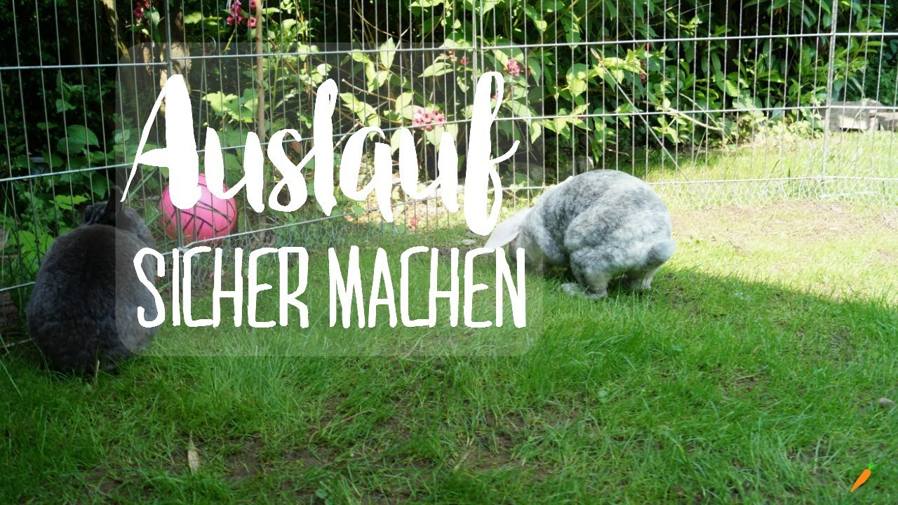 Auslauf sichern