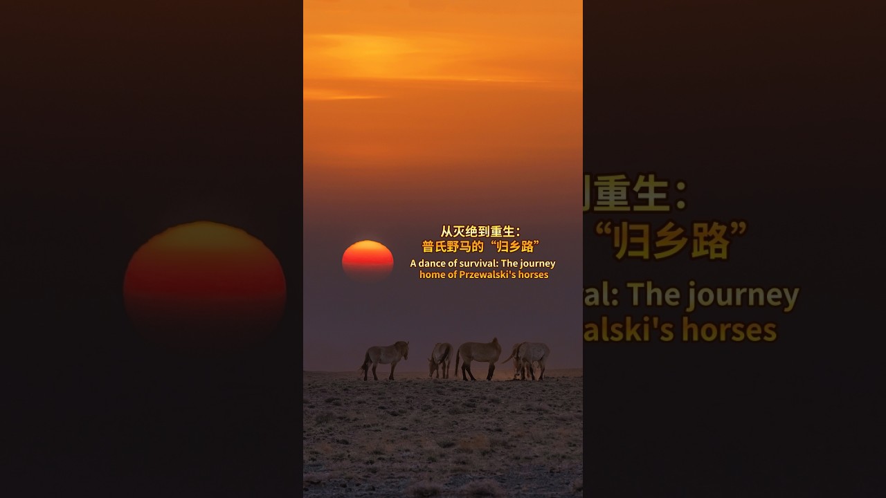 A dance of survival: The journey home of Przewalski's horses