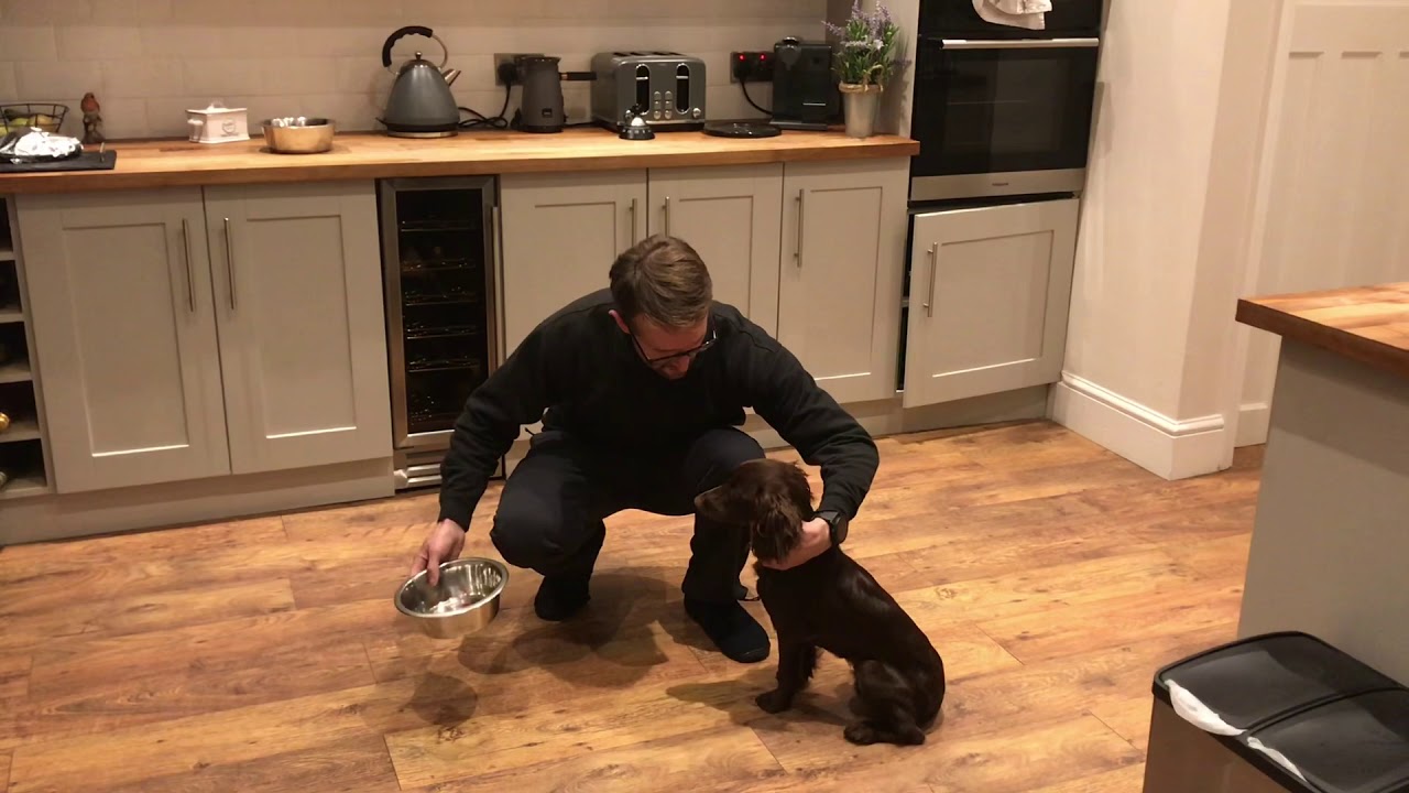 Teaching steadiness & wait to a working cocker spaniel puppy dog