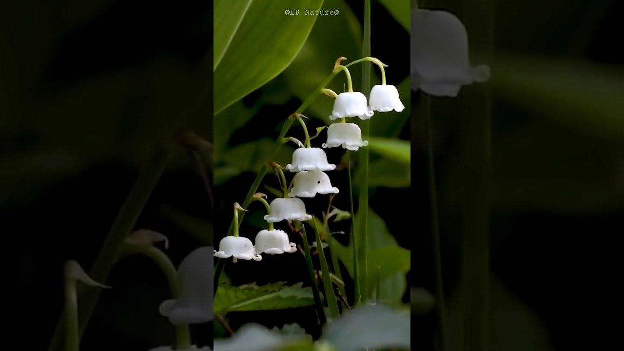 Silver Bell flowers 🌺 with Popular 🎶#shorts#eyecatching#nature#LB Natur#
