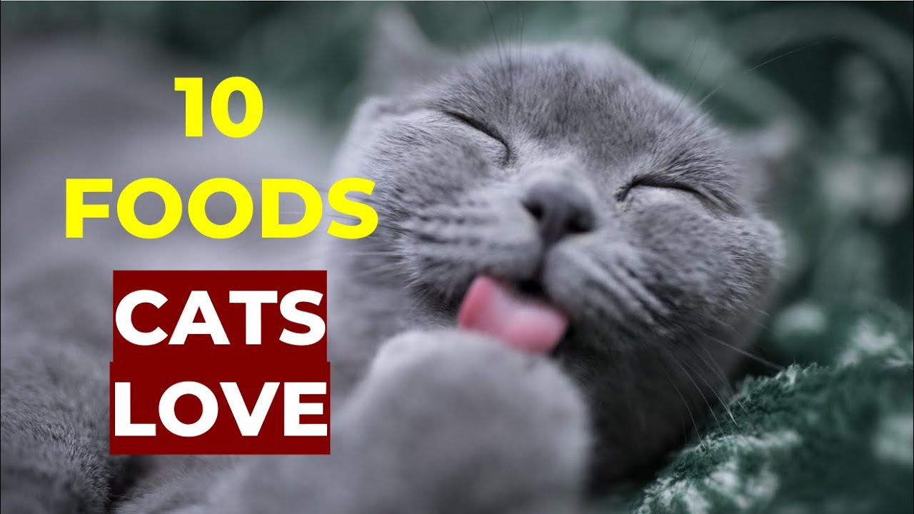 10 Foods Cats Love the Most
