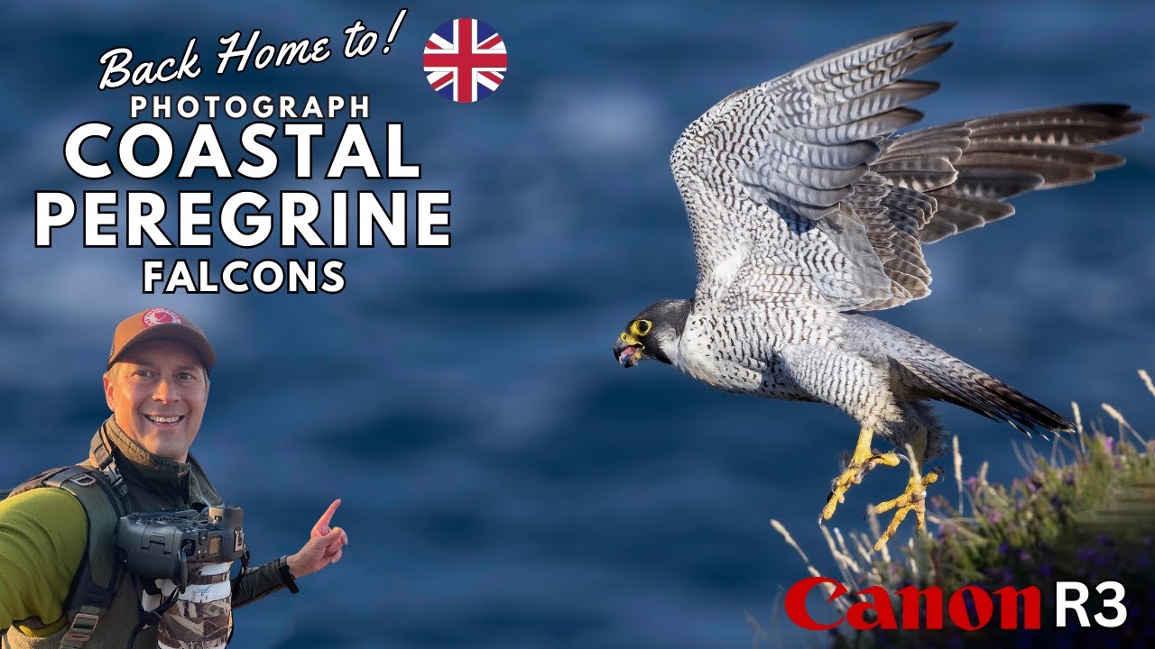Photographing Coastal Peregrine Falcons | UK Wildlife Photography at its best using the Canon R3