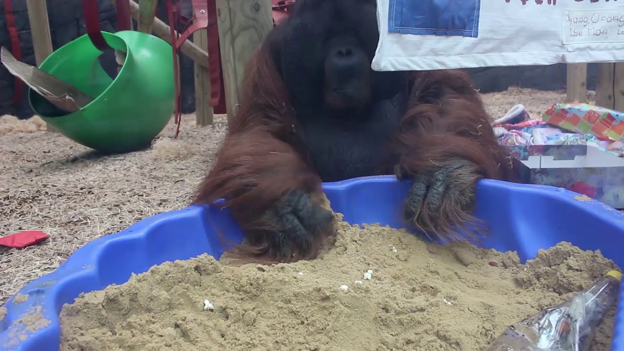 Happy 50th Birthday Rajang!