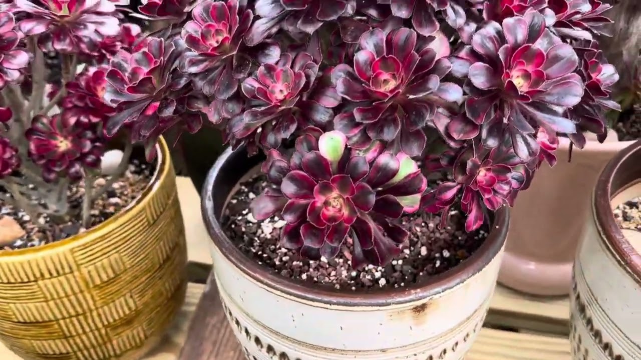 Aeonium and Crested Succulents Collection 🥰🥰#thuleusfamily#succulentlove#succulent#