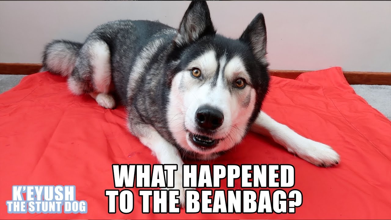 Husky Argues Over Who Broke The Beanbag!