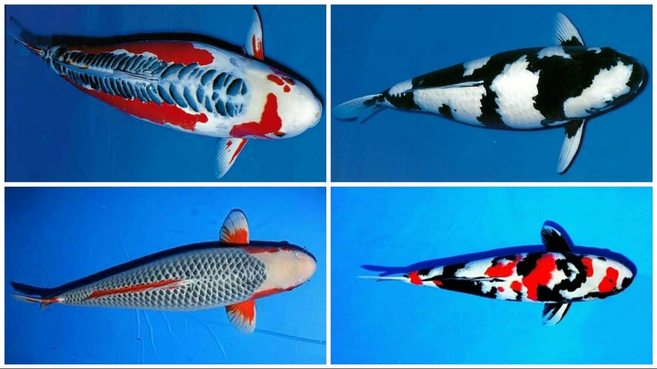 24 types and characteristics of the KOI Fish [PART 1]