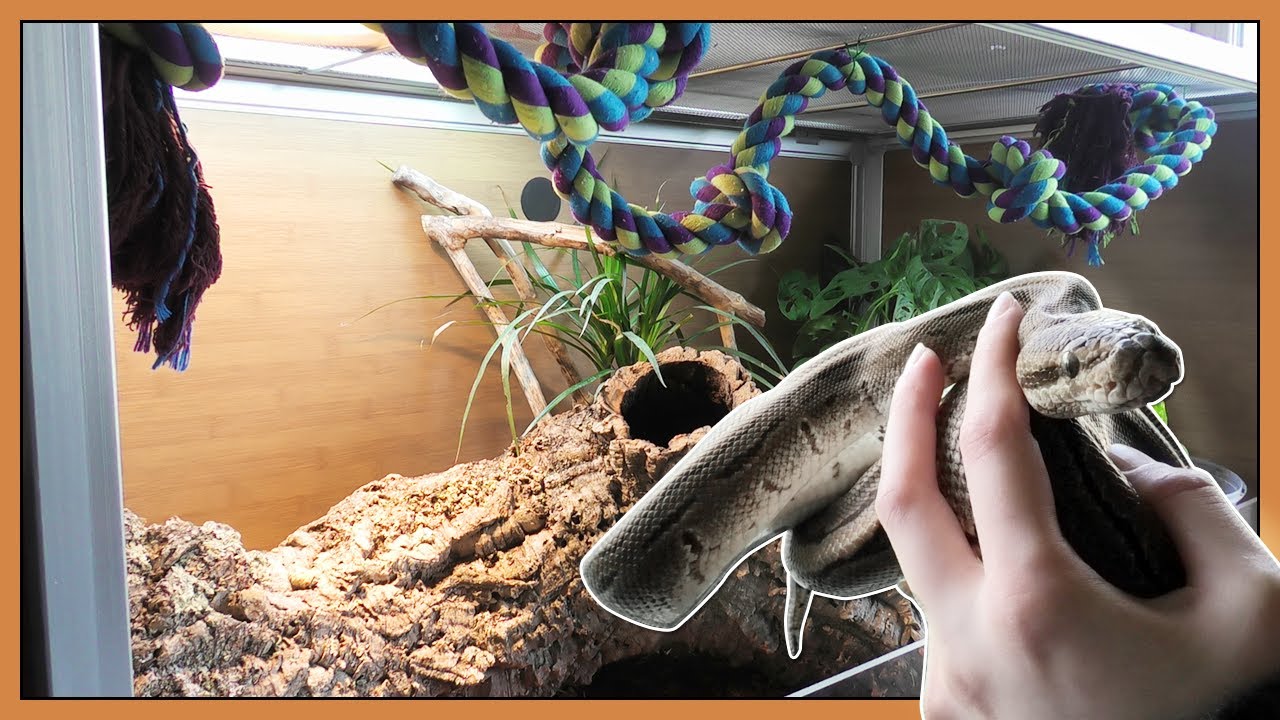 Are Zen Habitat Enclosures Good For Snakes?