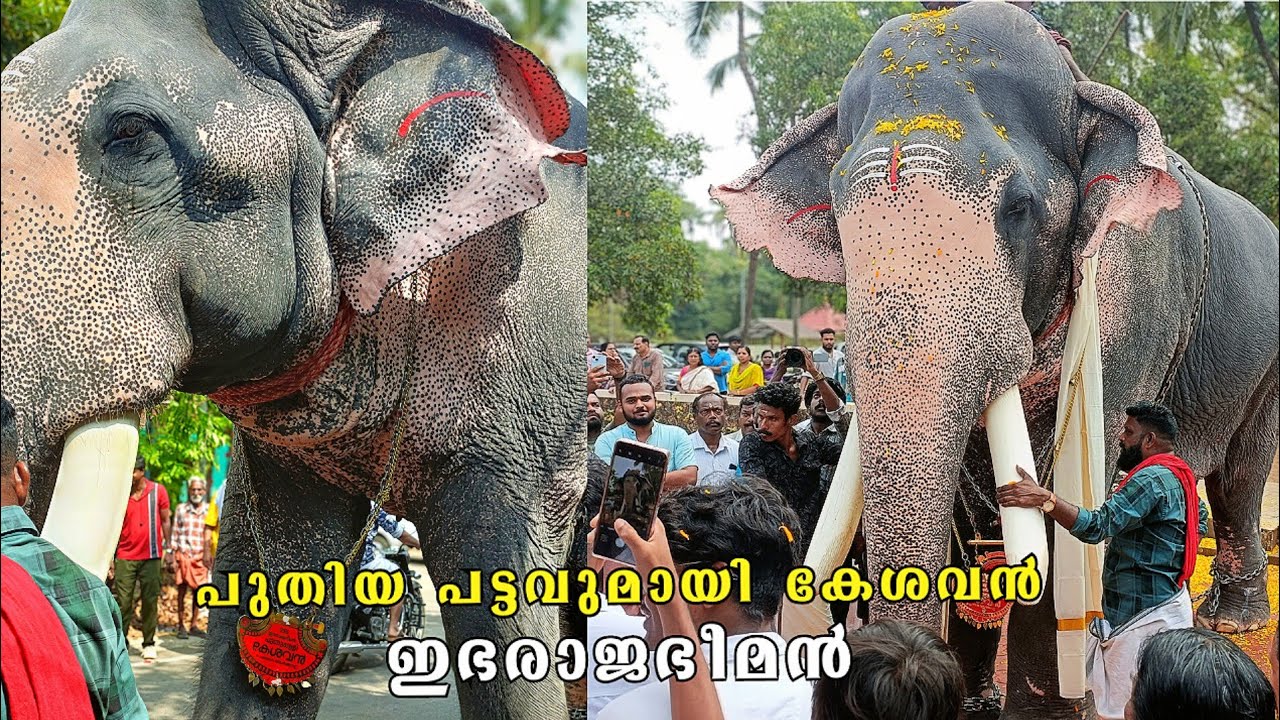 പുതിയ പട്ടവുമായി കേശവൻ😎 ഇഭരാജഭീമൻ 🔥puthuppally kesavan | chenthara aarthatt | ebharajabheeman 